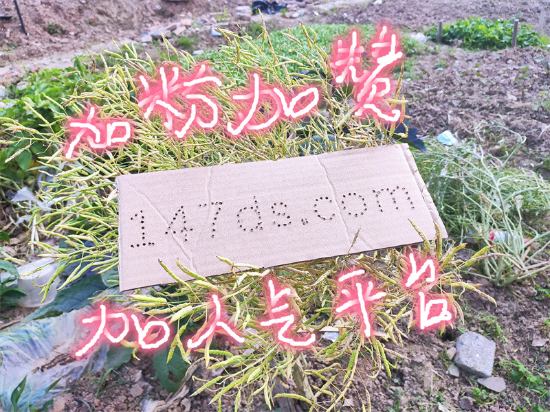 《免费获取快手粉丝助力!dy直播人气24小时实时下单服务介绍》