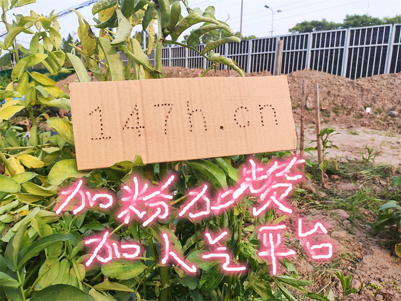 “快手粉丝自助增粉平台，即时到账服务，免费下单自助推广精选 —— 网络资讯问答”