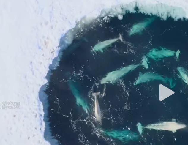 详解宠物经济布局与操作-盈利潜力分析——创业之路