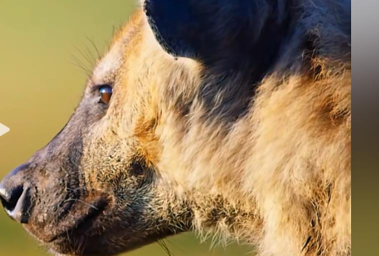 项目推荐-漫改头像项目-小项目赚大钱