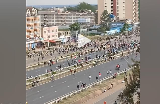 喂猫养猫也能赚钱,如何做到-好项目分享