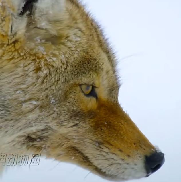 快手涨粉丝10000活粉-《快手低价买粉:靠谱之法与长远之道》