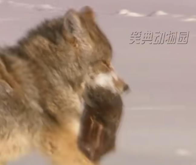 快手买粉自助下单快手低价买粉:可靠策略与可持续发展蓝图